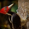 Datel svetlezoby - Campephilus guatemalensis - Pale-billed woodpecker 2929